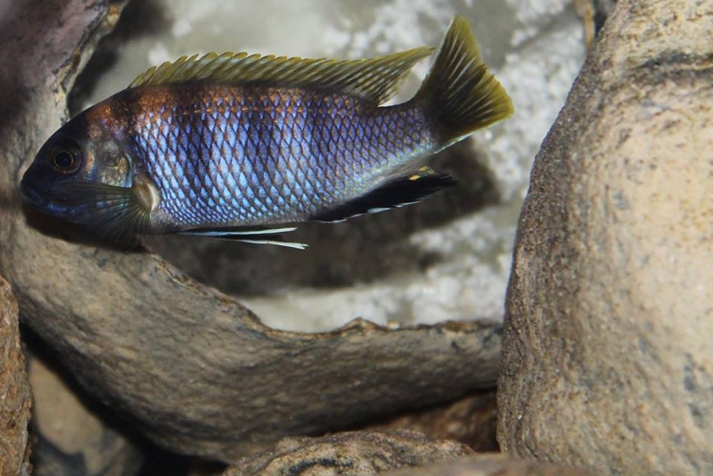Pseudotropheus livingstonii 'Liuli'